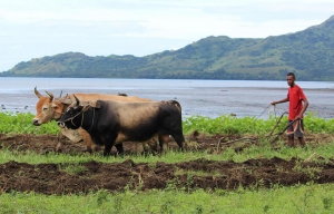 Reducing the spread of Zoonotic diseases in Fiji 